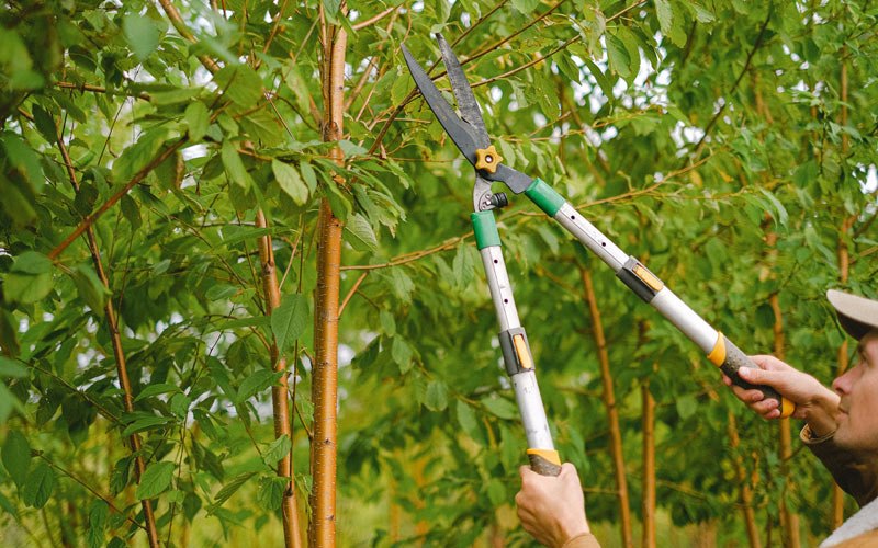 Tree trimming in Westby, WI